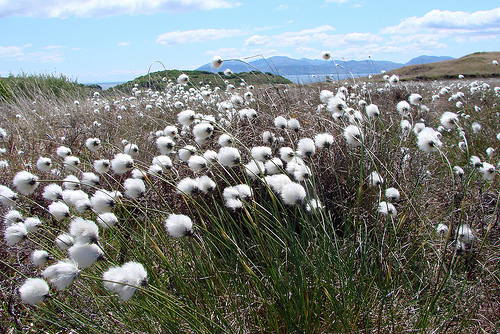Bog Cotton View
