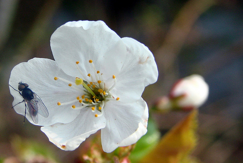Fly on Blossom