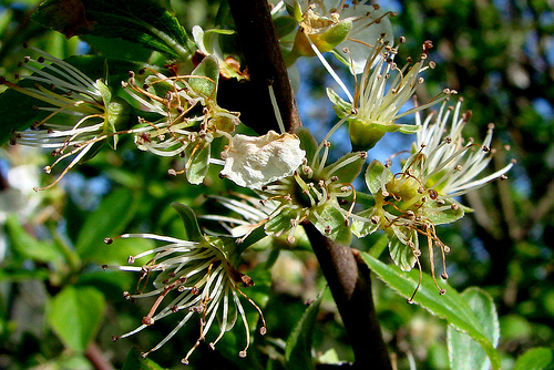 End of the Blackthorn