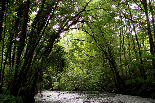The invitation of the trees