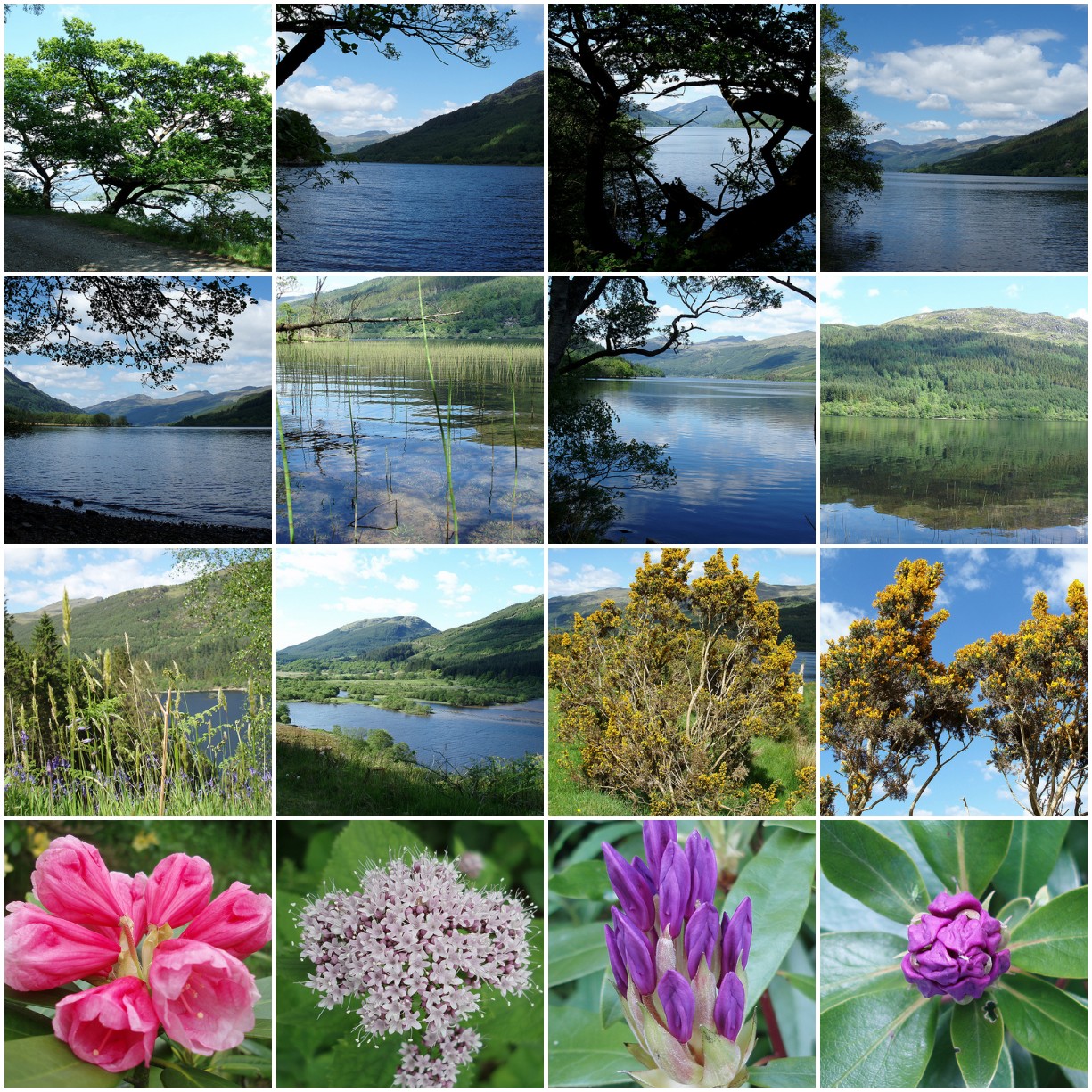 Loch Eck Mosaic Loch Eck Mosaic