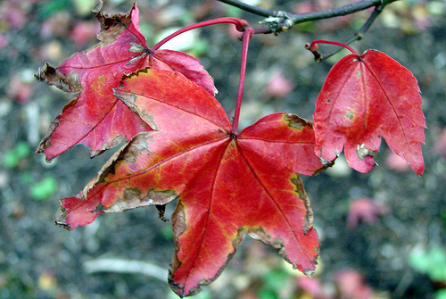 Not So Fading Beauty Not So Fading Beauty