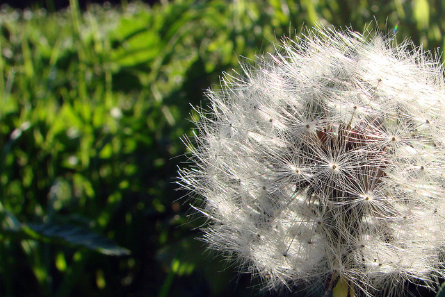 Dandelion