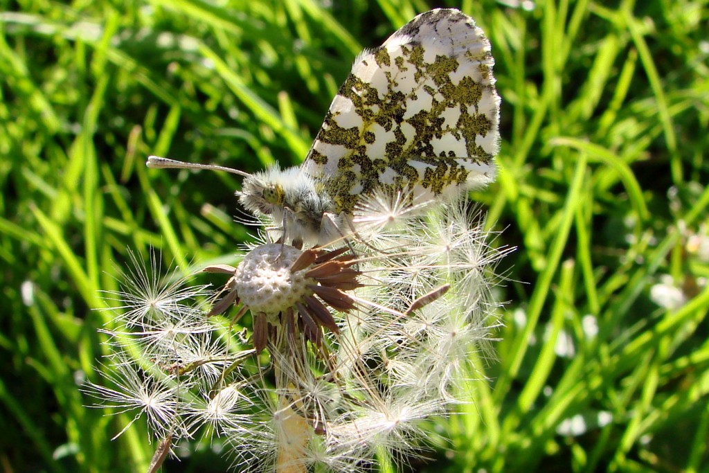 Female Orange-Tip Butterfly on Dandelion